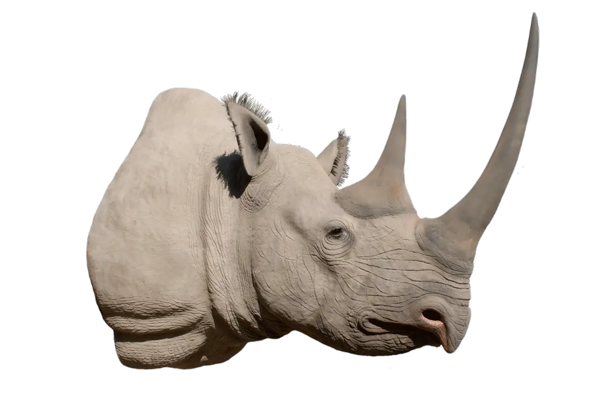 Png Image Background Black Rhino Head Png Rhino Png