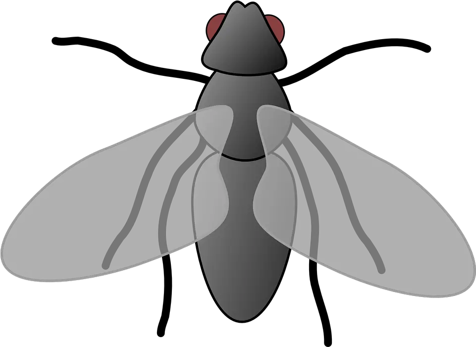 Fly Cartoon Isolated Fly Clipart Png Fly Transparent