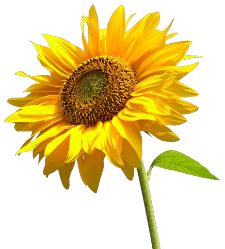 Cartoon Sunflower Png