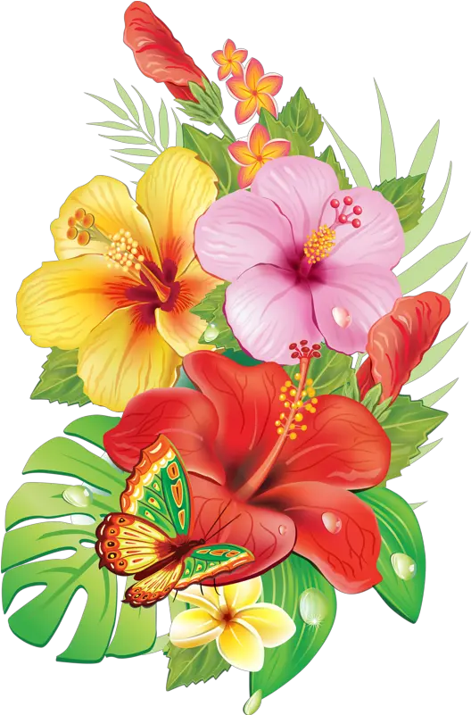Hibiscus Clipart Tropical Vine Hibiscus Flower Drawing Png Hibiscus Png
