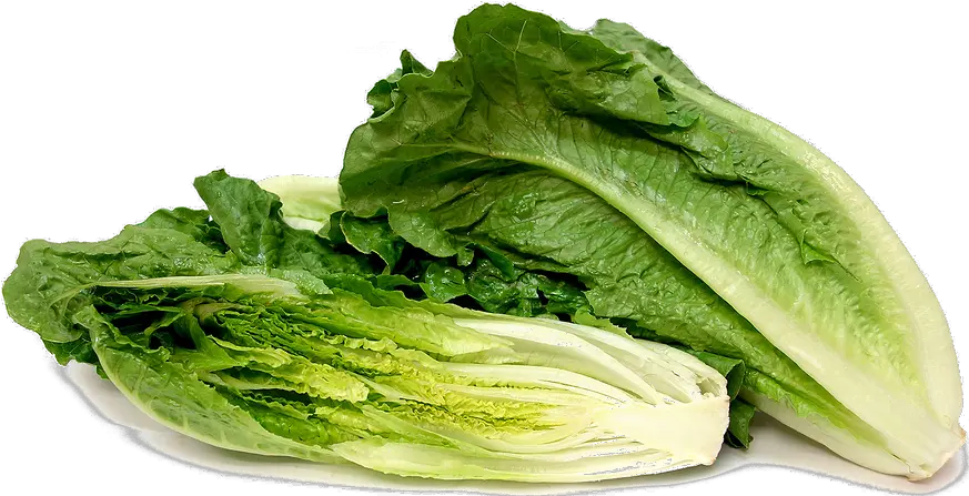 Romaine Lettuce Png Background Image Arts Romaine Lettuce Guinea Pigs Lettuce Png