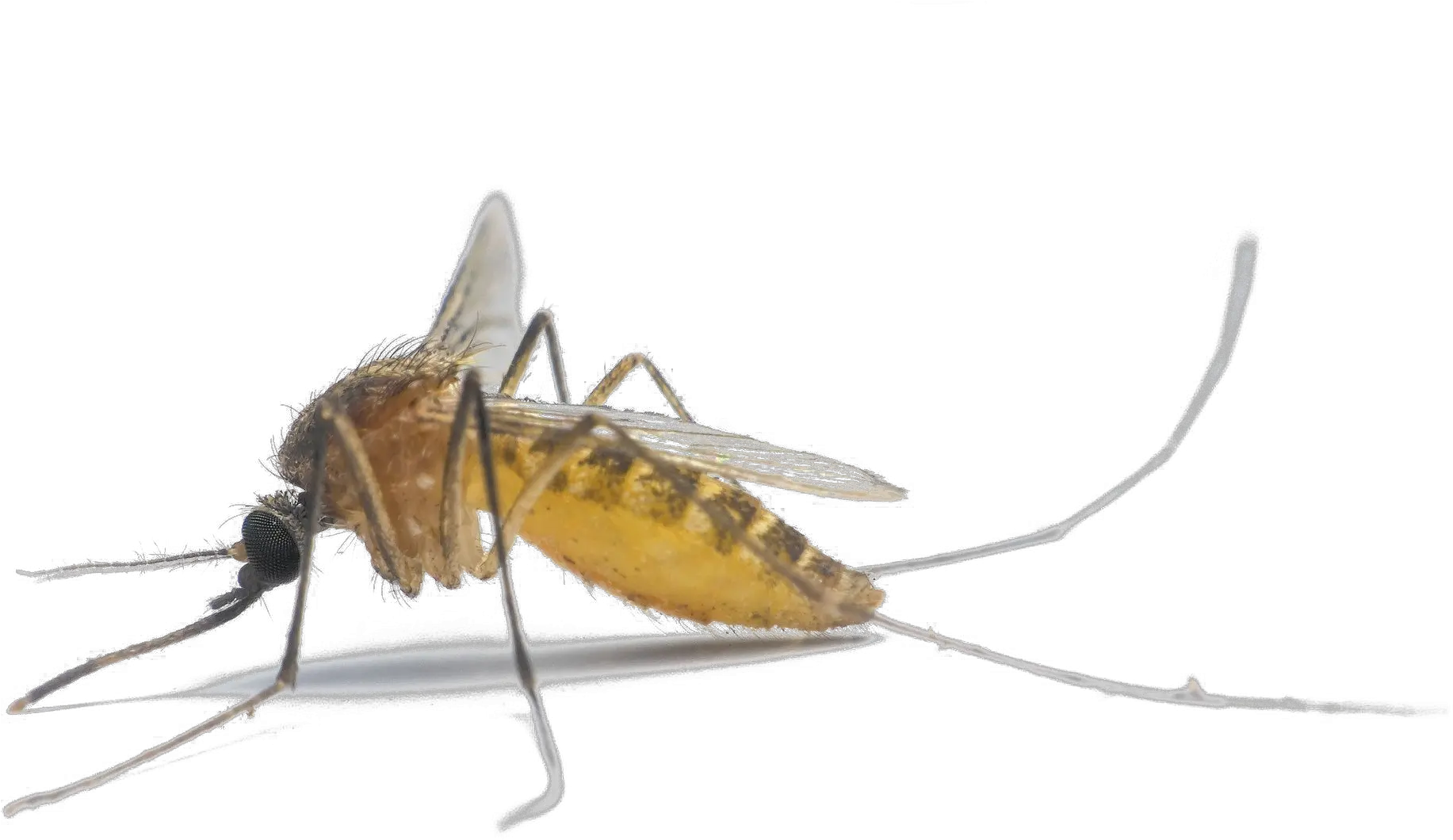 Mosquito Png Photo Mosquito Malaria Vector Mosquito Png