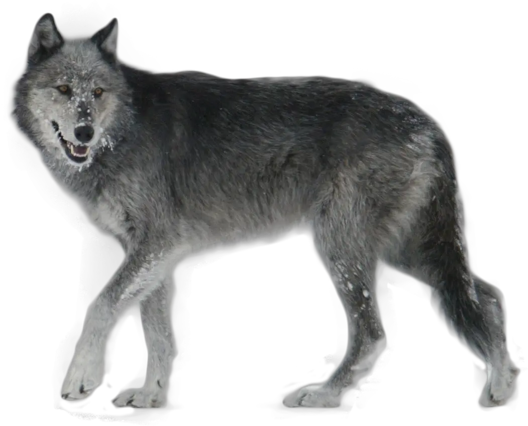 Wolves Clipart Walking Grey Wolf Png Wolves Png
