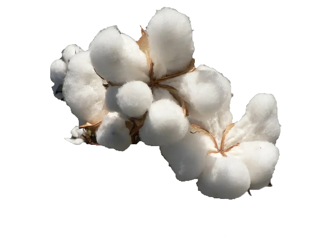 Cotton Png File Download Free Cotton Png Transparent Cotton Png