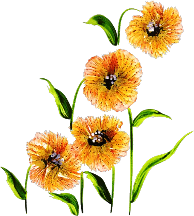 Free Png Floral Bouquets Ixia Clipart Full Size Clipart Lily Family Floral Clipart Png