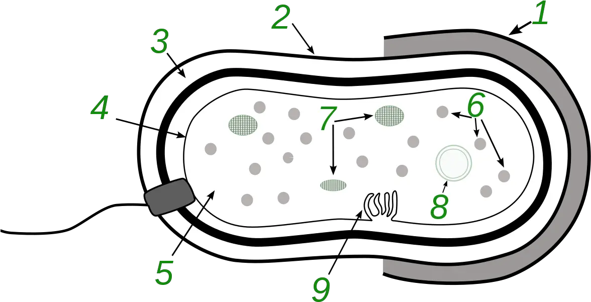 Filebacteriasvg Wikimedia Commons Bacteria Definition For Kids Png Bacteria Png