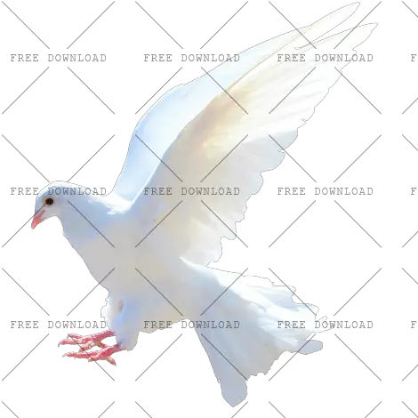 Dove Bird Png Image With Transparent Background Photo 522 Birds Png