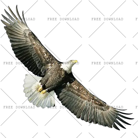 Eagle Hawk Kite Bird Png Image With Transparent Background Birds