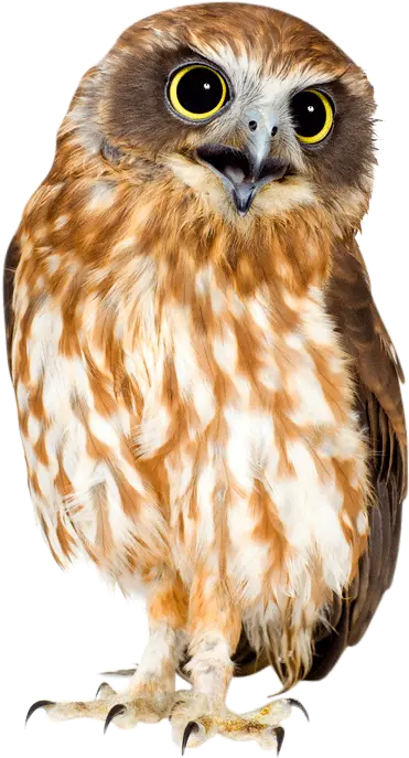 Barn Owl Png Hd Svg Clip Art For Owl Png Barn Owl Icon