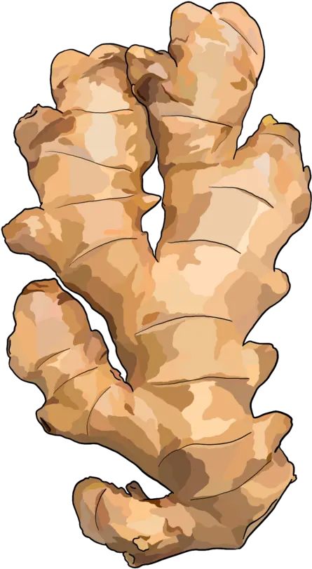 Ginger Png