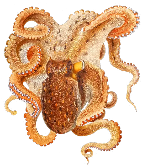 Image Free Download Png Hd Hq Octopus Filippi Octopus Transparent
