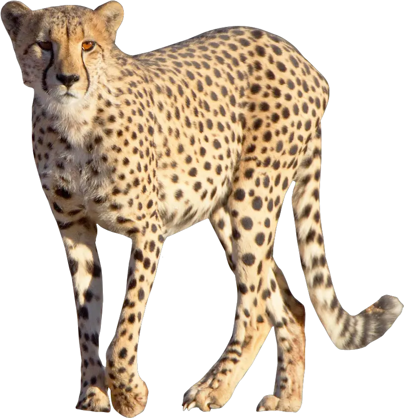 Cheetah Leopard Cheetah Png Cheetah Transparent