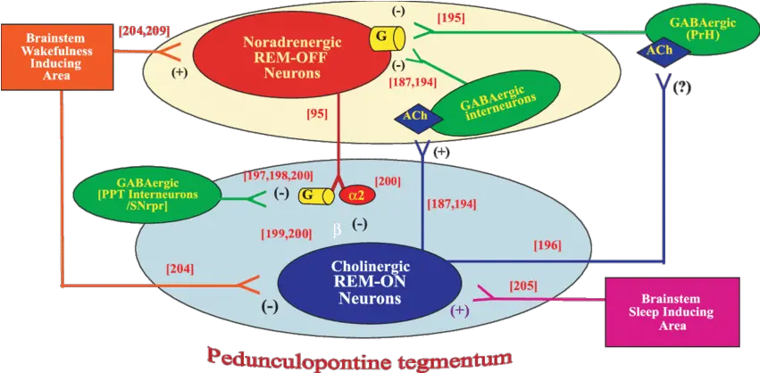 Fig Proposed Connections To And From Rem On And Remoff Rem On And Off Neurons Png Rem Png