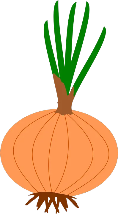 Onion Garden Flower Bulbs Free Vector Graphic On Pixabay Png Onion Transparent Background