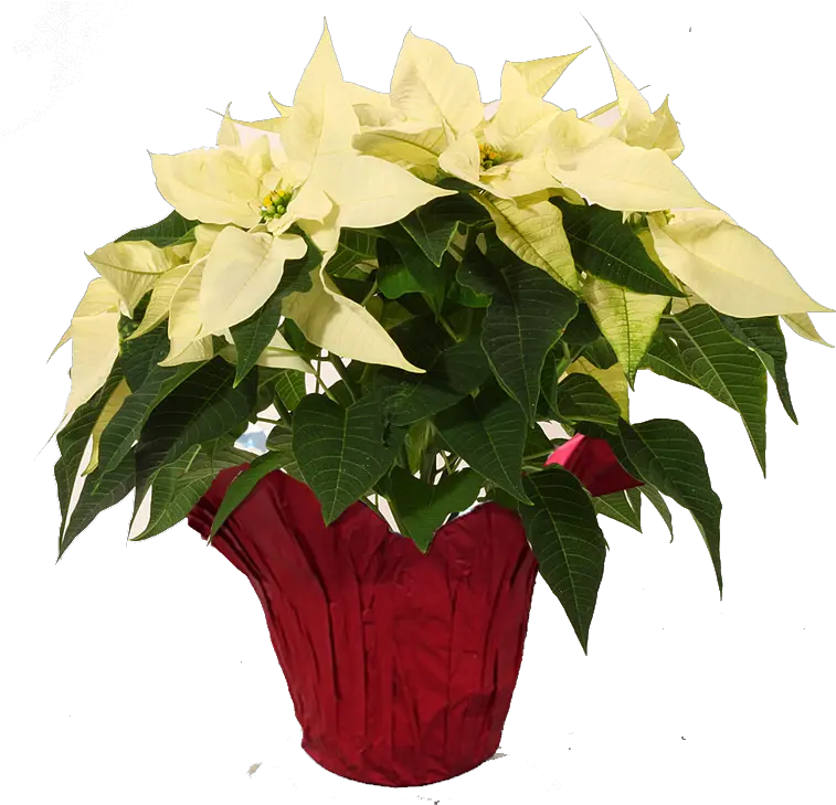 White Transparent White Poinsettia Png Poinsettia Transparent Background