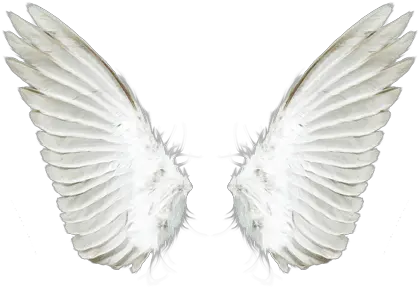 White Angel Wings Png