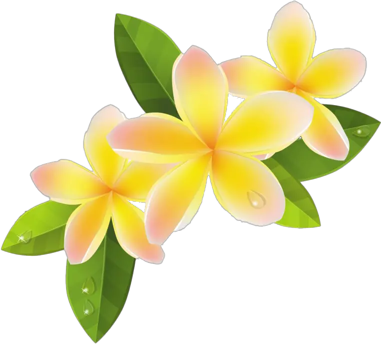 Download Free Png Frangipani File Dlpngcom Frangipani Png Plumeria Flower Png