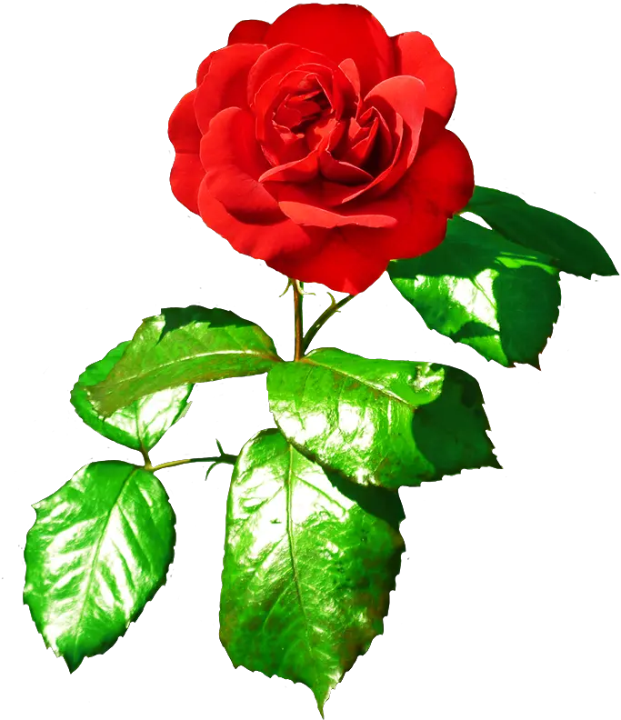 Single Flower Png Flower With Leaves Rose Single Rose Png