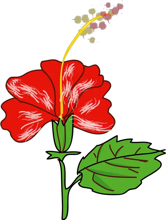 Hibiscus Flower Red Free Vector Graphic On Pixabay Gumamela Clipart Png Hibiscus Flower Png