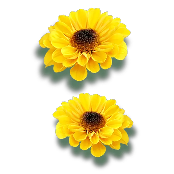 Sunflower Frame Png