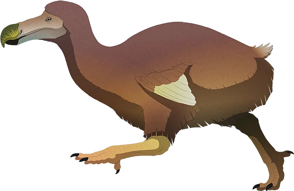 Dodo Dinosaur Wiki Fandom Island Weirdness Png Zoo Tycoon 2 Icon