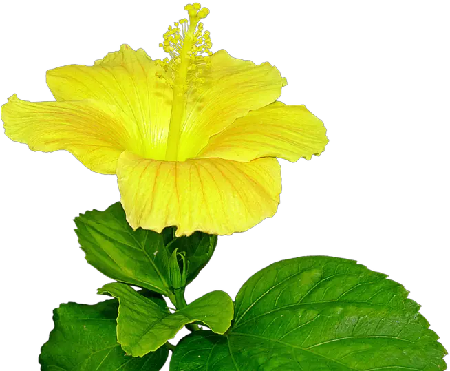 Download Free Png Yellow Hibiscus Flower Pist Dlpngcom Pistil Png Hibiscus Flower Png
