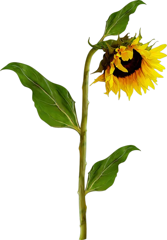 Sunflower Outline Png