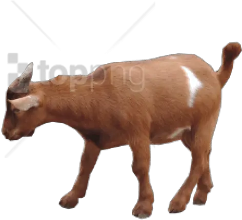 Download Brown Goat Png Transparent Uokplrs Goat Images Hd Png Goat Head Png