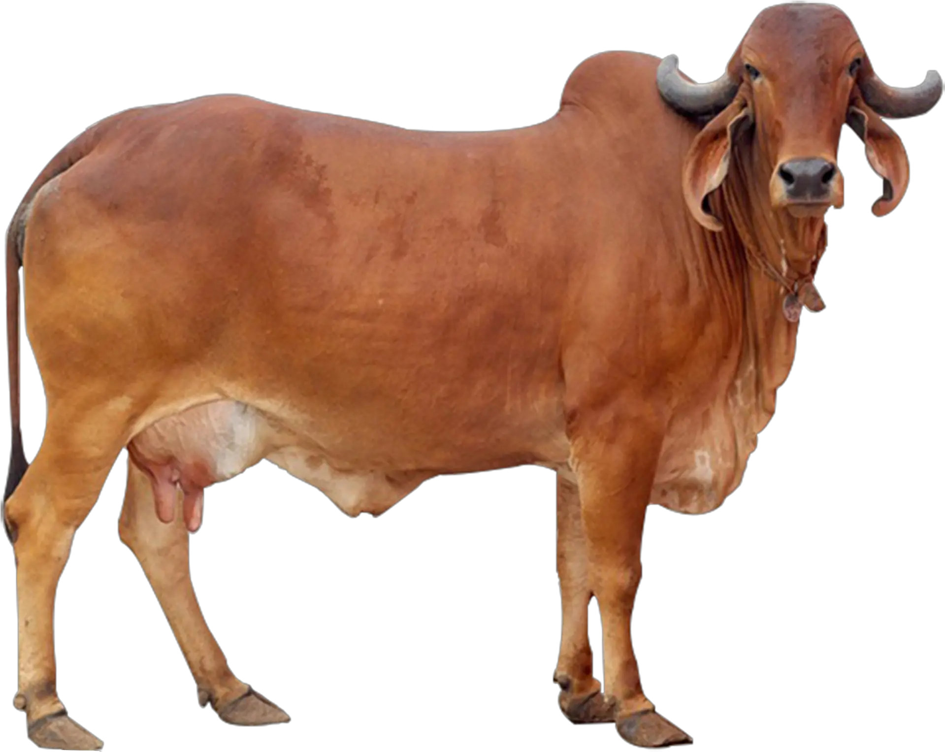 Distinctive Features Of Gir Cow Gir Cow Images Download Png Gir Png