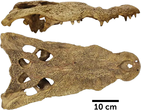An Ancient Skull Hints Crocodiles Swam From Africa To The Fossil Crocodile Skull Png Crocodile Transparent