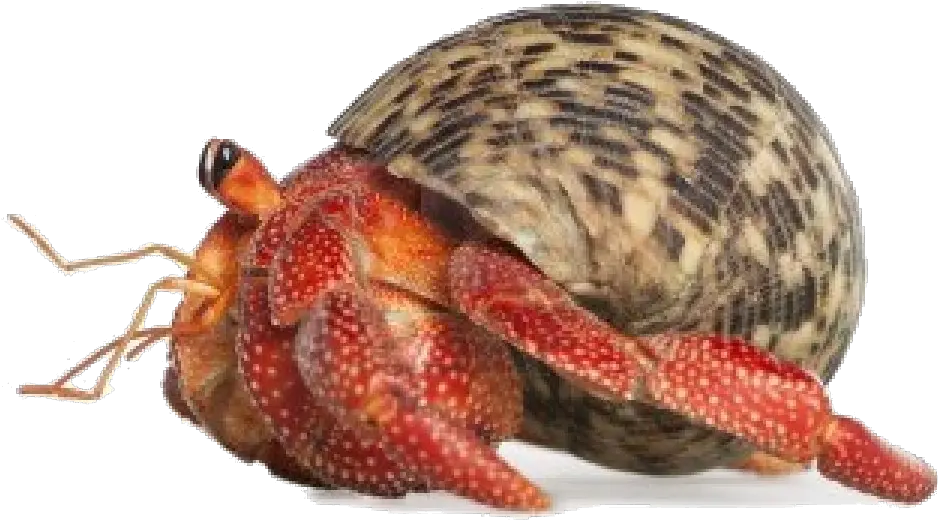 Crab Transparent Png Transparent Background Hermit Crab Clipart Crab Png