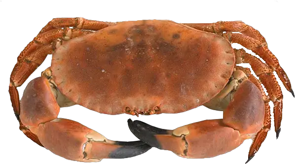 Download Dungeness Crab Png Image With No Background Brown Crab Crab Png