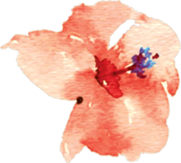 Chinese Hibiscus Flower Png Hibiscus Png