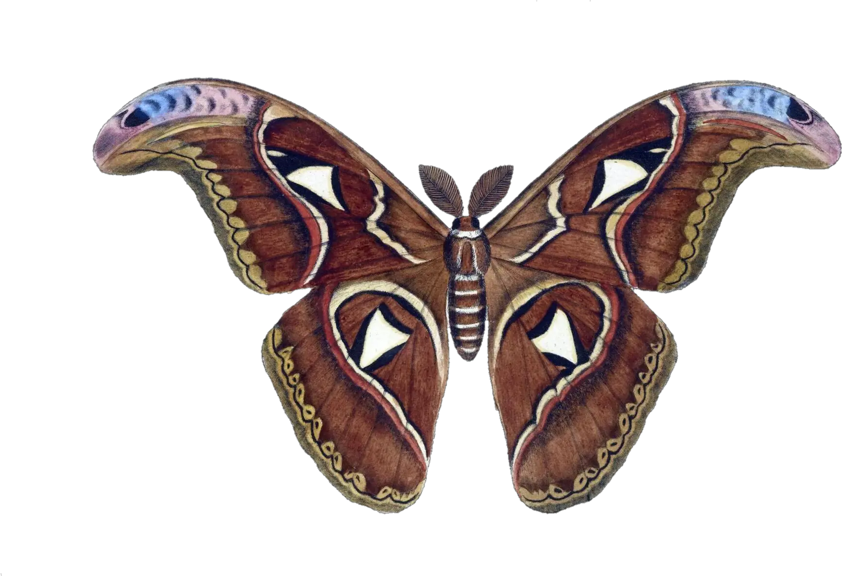 Moth Butterfly Vintage Free Stock Photo Saturniids Png Moth Transparent Background