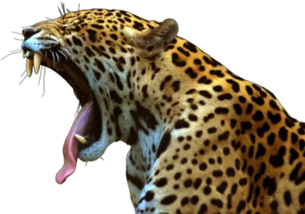 Leopard Png Free Download 4 Images Jaguar Png Leopard Png