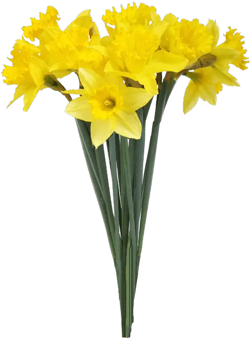 Spring Daffodils Transparent Background Daffodil In Flower Vase Png Flowers With Transparent Background