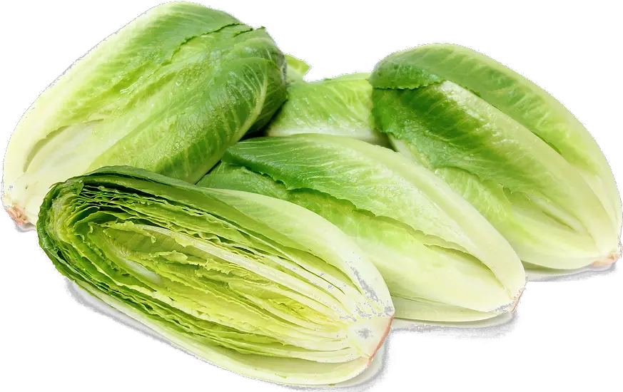 Romaine Lettuce Png Photo Arts Baby Green Romaine Lettuce Lettuce Png