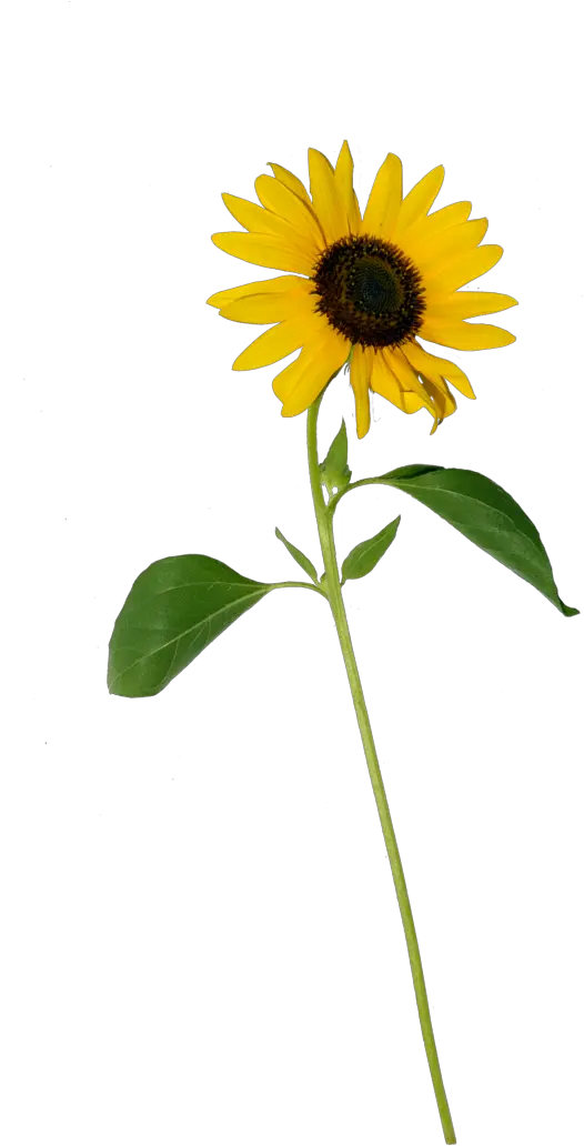 Sunflower Clipart Png