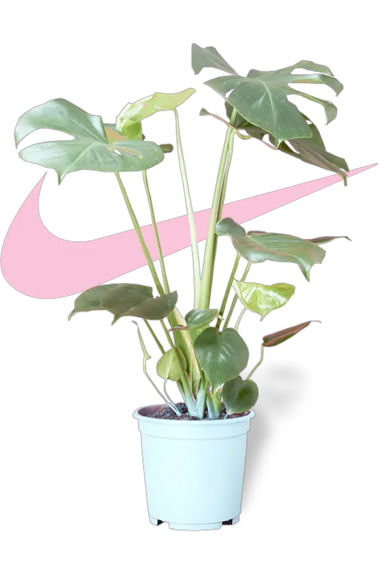 Plantas Aesthetic Png