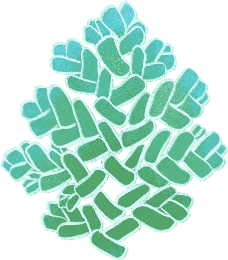 Fern Azolla Artist Statement Stencil Png Fern Icon