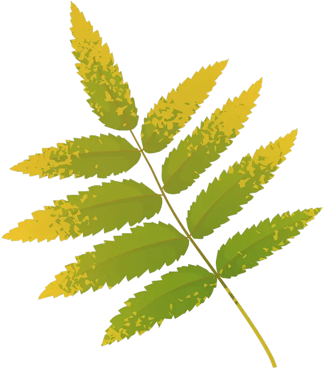 Rowan Tree Yellow Leaf Clipart Free Download Transparent Rowan Tree Leaves Clip Art Png Leaves Transparent Png