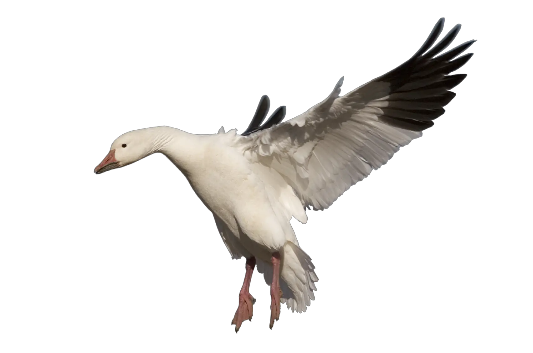 Amazing High Snow Goose Png Goose Transparent