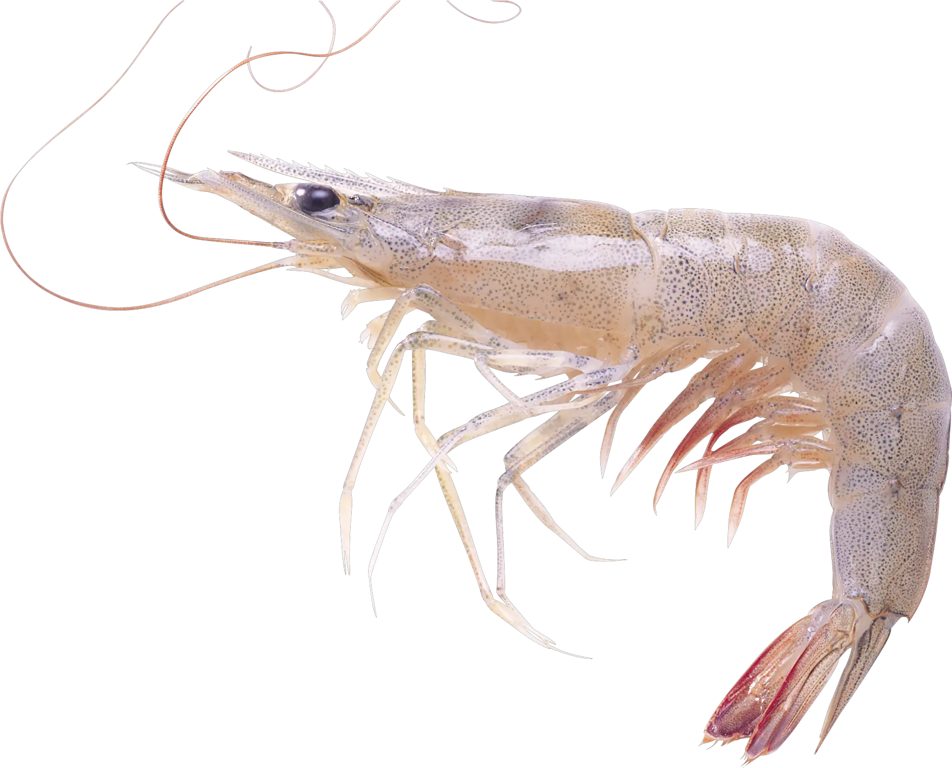 Shrimp Png Image Free Download Live Shrimp White Background Shrimp Png