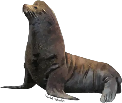 Steller Sea Lion California Sea Lion Png Sea Lion Png