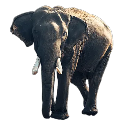 Elephant Old Transparent Png Stickpng Wildlife Diversity Of India Elephant Png