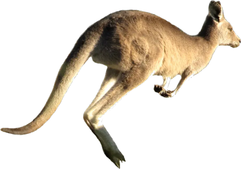 Png Transparent Images Free Download Kangaroo