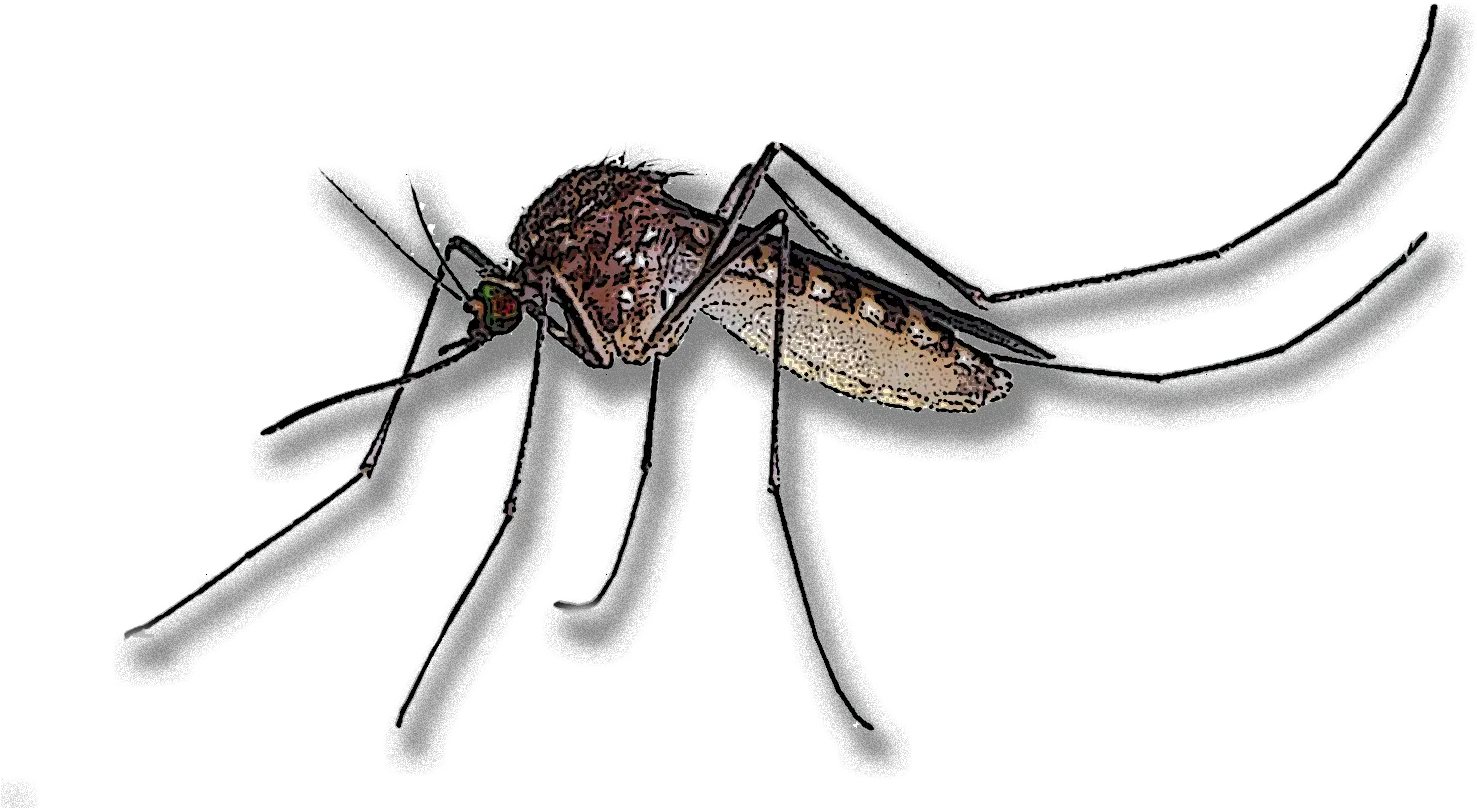 Mosquito Clipart Leptospirosis Mosquito Transparent Mosquito Png Mosquito Transparent