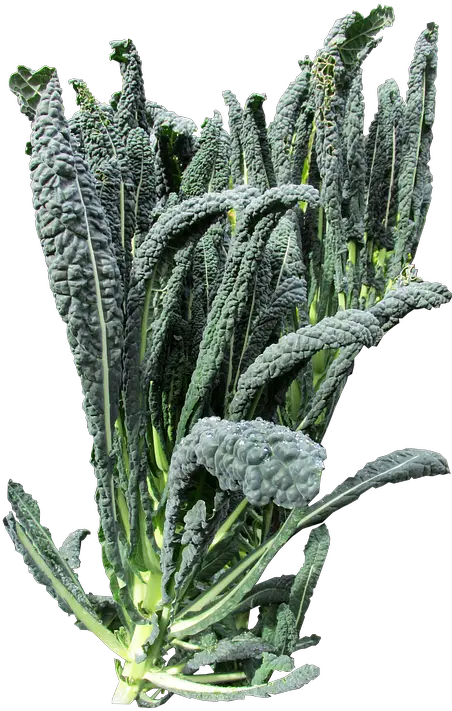 Vegetable Kale Free Photo On Pixabay Kale Plant Png Kale Png