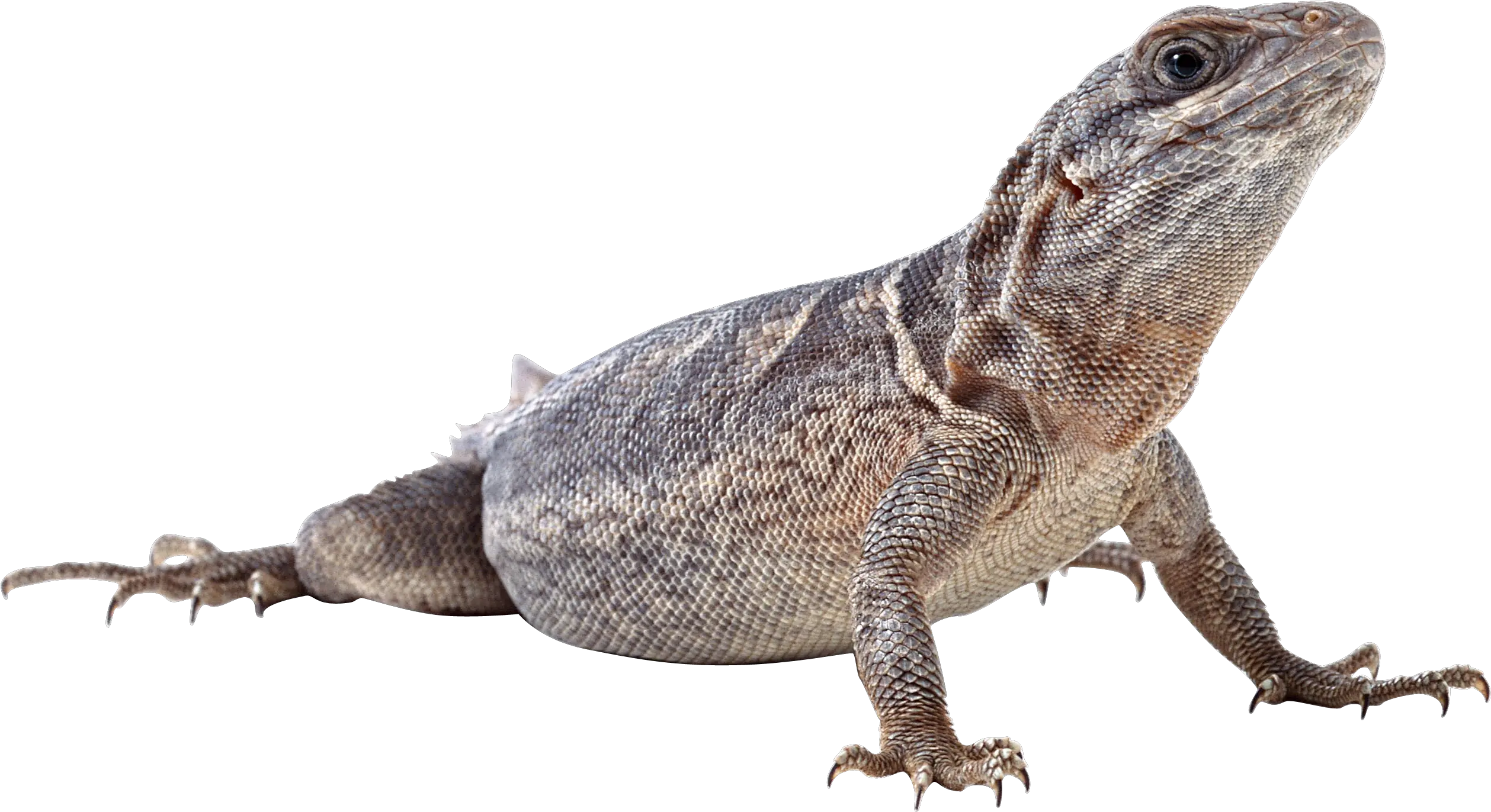 Lizard Png Monitor Lizard Png Lizard Transparent