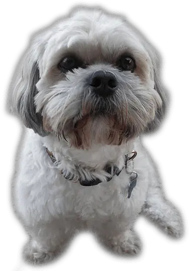 Download Shih Tzu Grey And White Small Dog Png Image With Shih Tzu White And Grey Dog Png Transparent